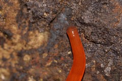 Argonemertes hillii