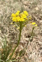 Bulbine capitata