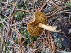 Cortinarius thiersii