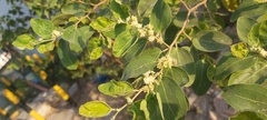 Ziziphus spina-christi