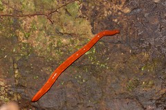 Argonemertes hillii