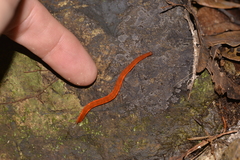 Argonemertes hillii