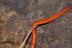 Argonemertes hillii