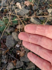 Galium tenuissimum