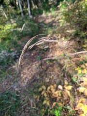 Bromus benekenii