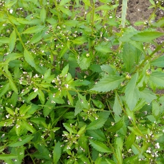 Pombalia parviflora