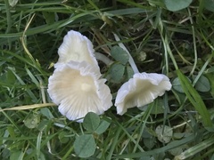 Atheniella flavoalba