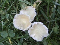 Atheniella flavoalba