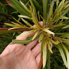 Pouteria salicifolia