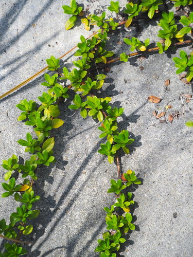 Image of Ficus vaccinioides by no rights reserved