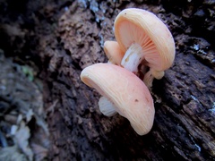 Rhodotus palmatus