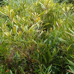 Pouteria salicifolia