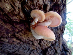 Rhodotus palmatus
