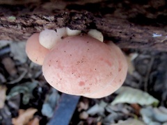 Rhodotus palmatus