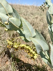 Gomphocarpus glaucophyllus