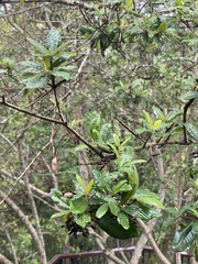 Anastrabe integerrima