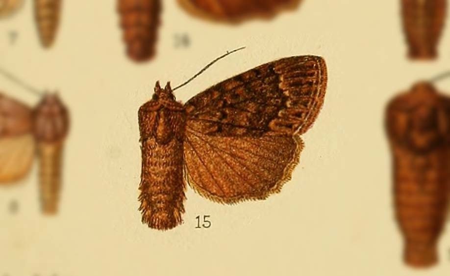 Amphipyra subrigua
