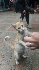 Felis catus