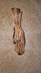 Melospiza lincolnii
