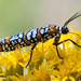 Ailanthus Webworm Moth - Photo (c) Ken-ichi Ueda, some rights reserved (CC BY)