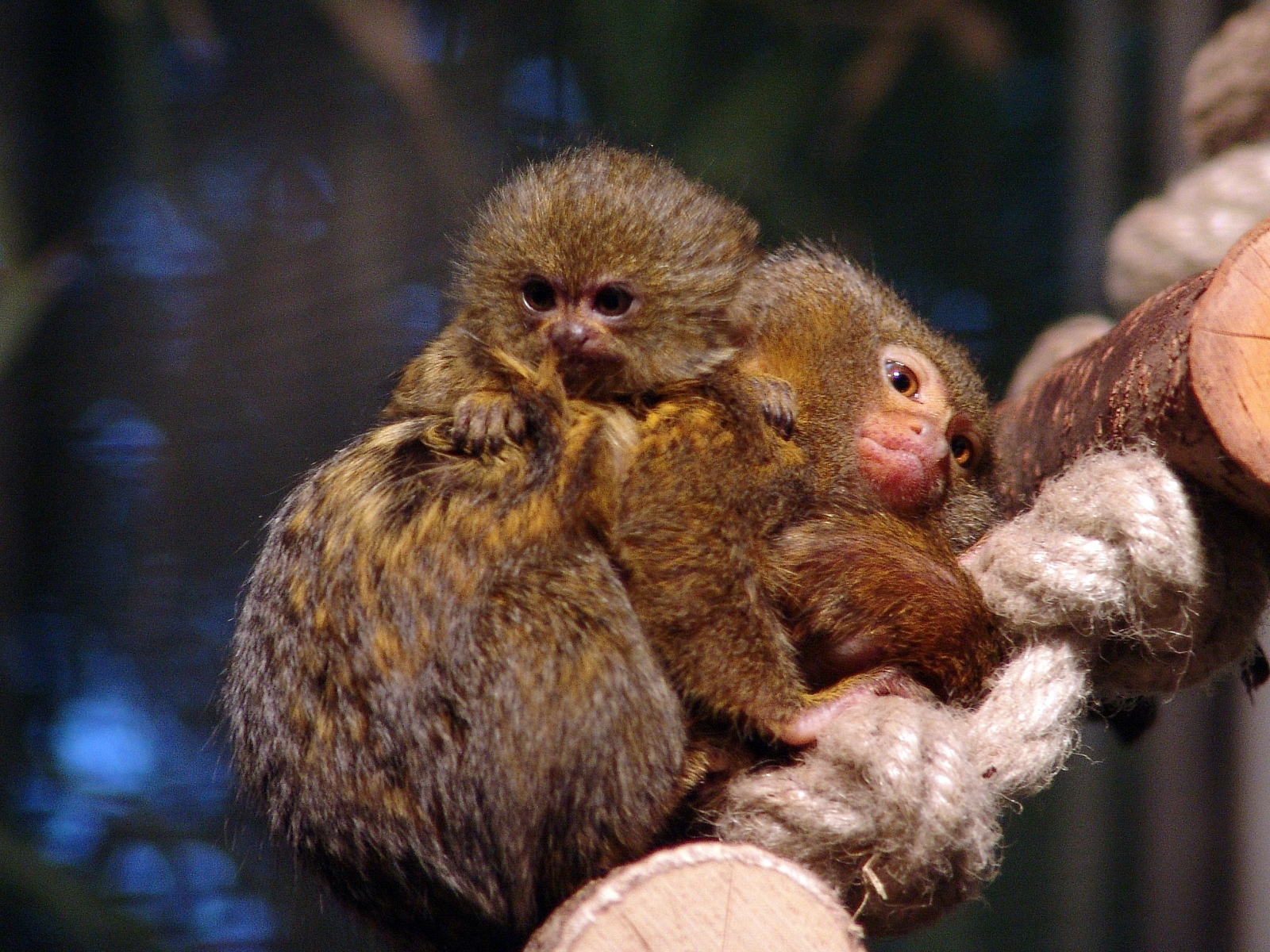 O menor macaco das Américas: Sagui-pigmeu (Cebuella pygmaea)