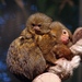 Pygmy Marmoset - Photo (c) Joachim S. Müller, some rights reserved (CC BY-NC-SA)