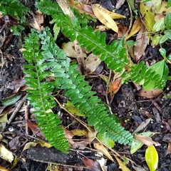 Asplenium sellowianum