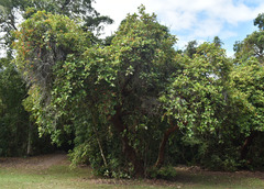 Dendrophthoe curvata
