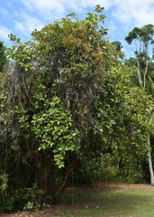 Dendrophthoe curvata