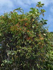 Dendrophthoe curvata