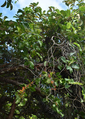 Dendrophthoe curvata