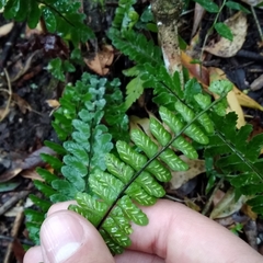 Asplenium sellowianum