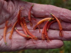 Dendrophthoe curvata