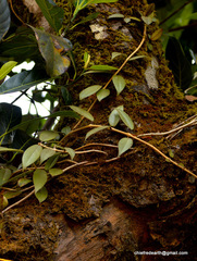 Aeschynanthus perrottetii