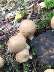 Apioperdon pyriforme