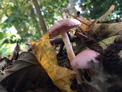 Mycena rosea