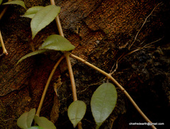 Aeschynanthus perrottetii