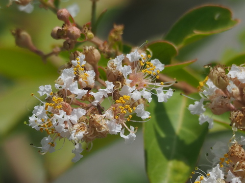 Lagerstroemia subcostata
