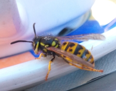 Vespula germanica