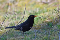Turdus merula
