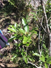 Lithraea brasiliensis