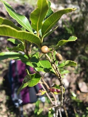 Lithraea brasiliensis