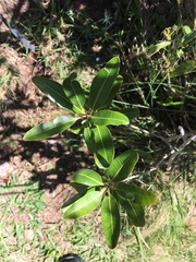 Lithraea brasiliensis