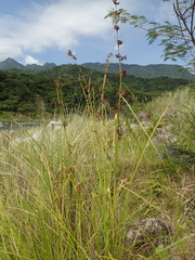 Cladium mariscus mariscus