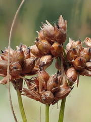 Cladium mariscus mariscus