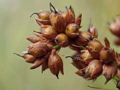 Cladium mariscus mariscus