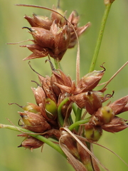 Cladium mariscus mariscus