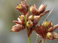 Cladium mariscus mariscus