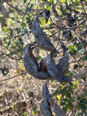 Colutea