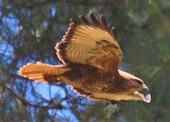 Buteo buteo vulpinus
